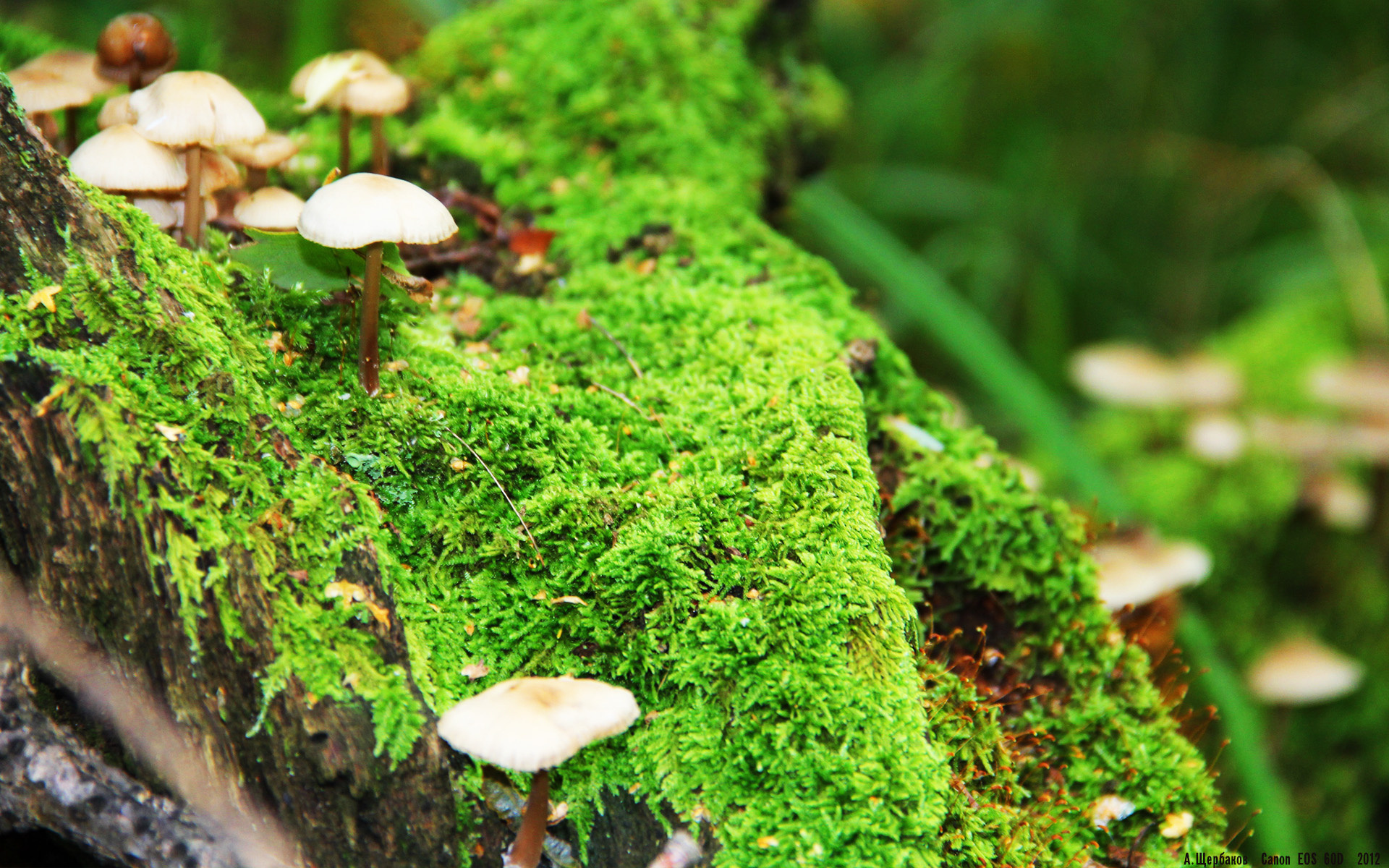 一剑封喉！阿尔瓦雷斯关键战显杀手本色 助曼城力擒皇家社会