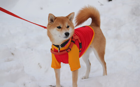 浓眉神勇，新疆险胜灰熊