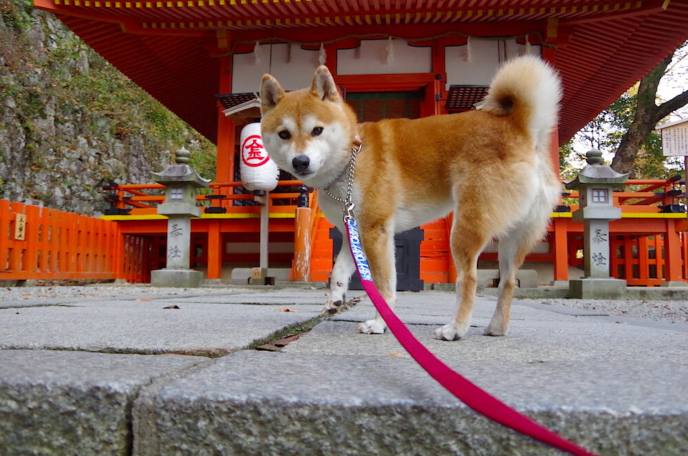 冷刃出鞘斩落高原神话，杜兰特关键先生本色破掘金不败金身