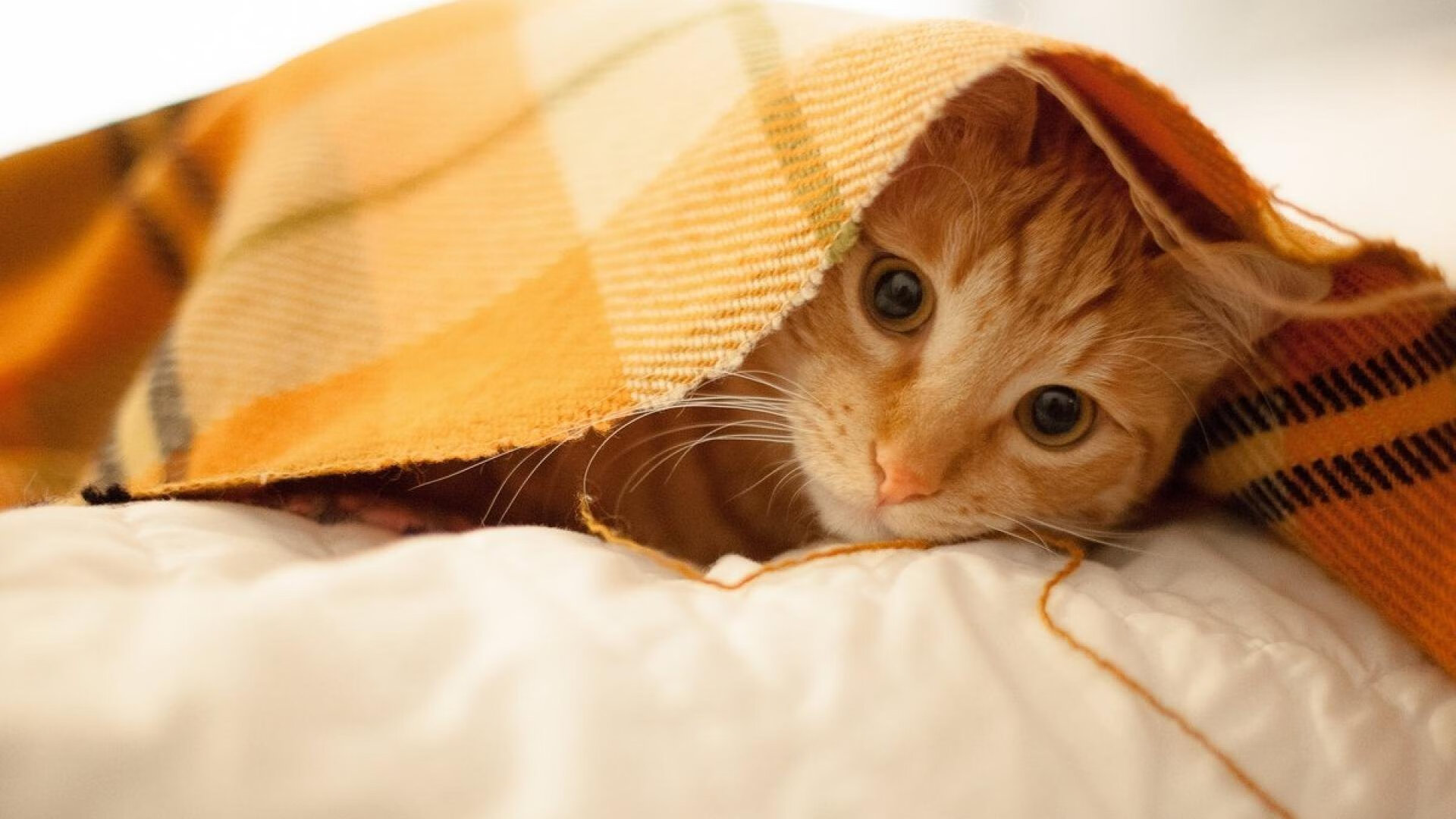 横跨大洋的篮球奇迹，新疆队震撼击败凯尔特人，文班亚马欧冠半决赛上演独角戏