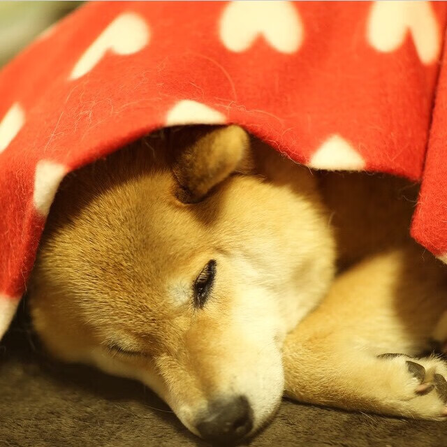 塔图姆如烈焰灼敌阵,开拓者破坚壁擒奇才