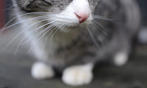 冰山撞火山,当奥地利绞杀遇上梅西的灵光一现