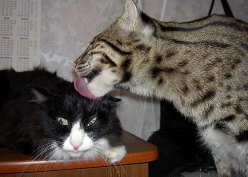 掌舵之夜，帕尔默如何一手导演德甲争冠终局之战