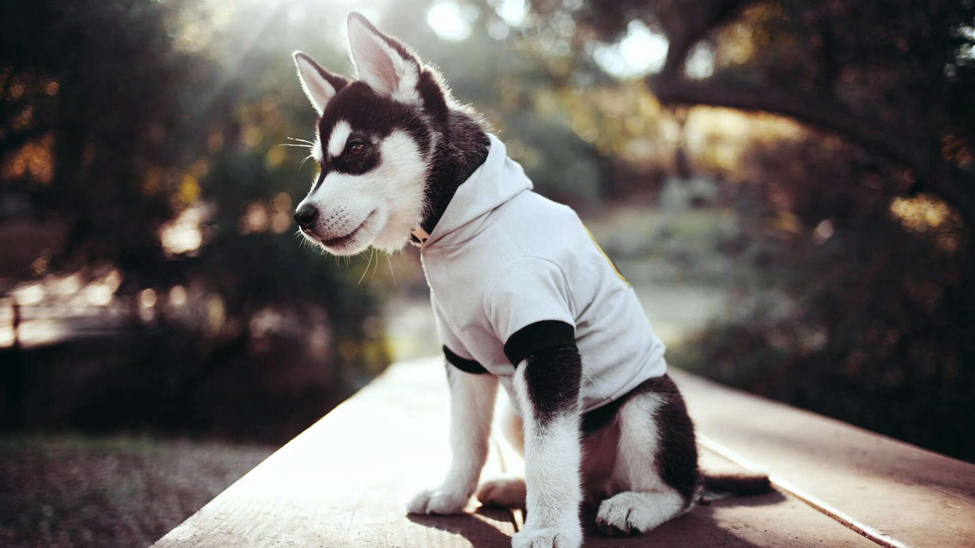 跨洲双星闪耀，阿根廷铁血连击镇卡塔尔，莱万神威独舞定国家德比