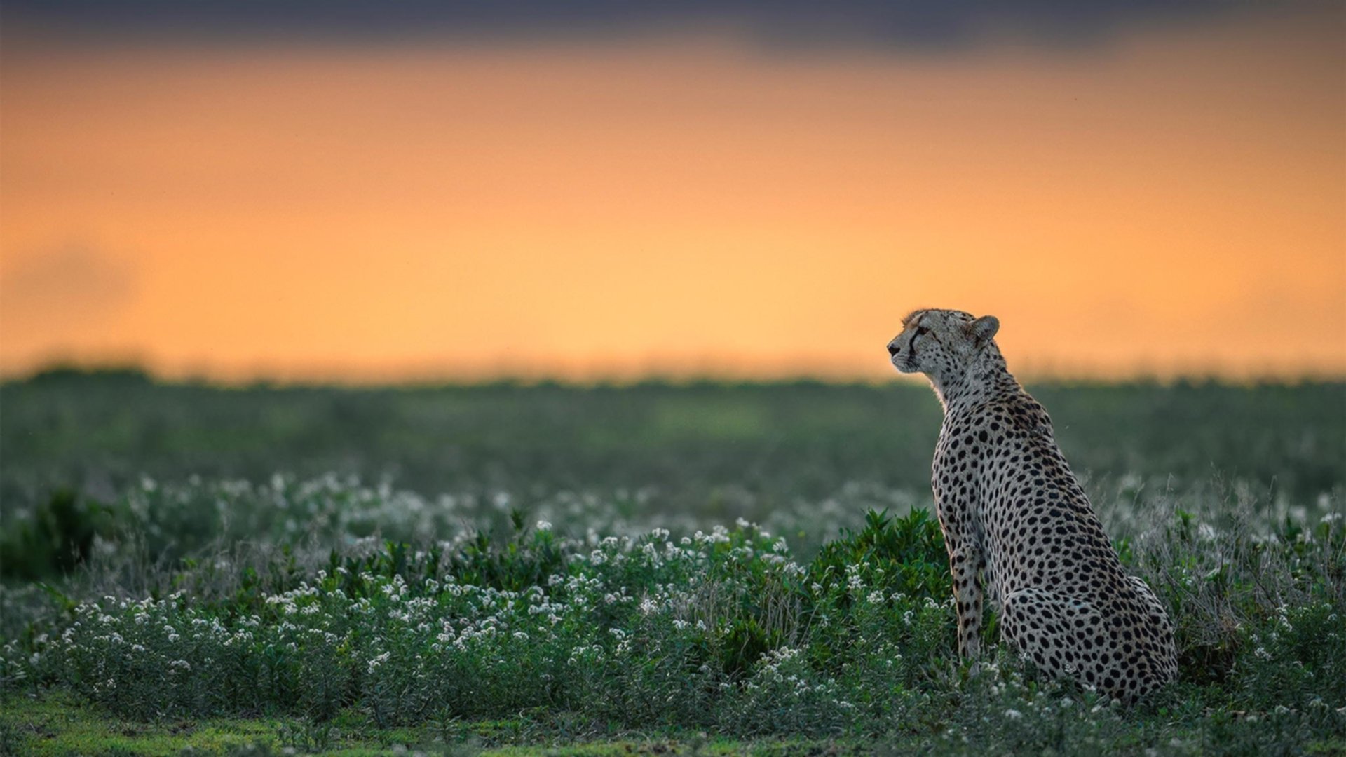 文班亚马一柱擎天，独行侠闪电战击溃火箭