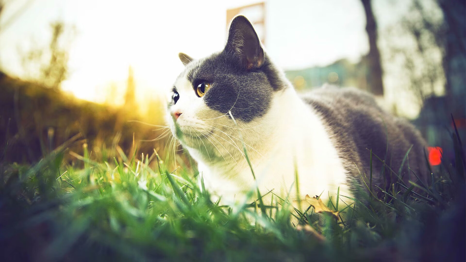 巴尔韦德闪电破门定乾坤，加纳鏖战佛罗伦萨终突围