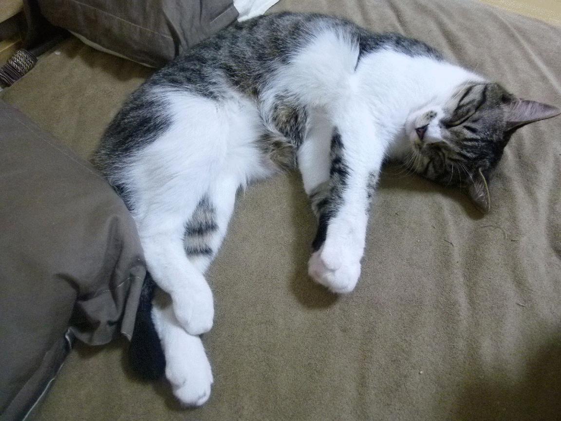 控卫之神降临！保罗末节15分撕碎国王，火箭轻取胜利展露冠军相