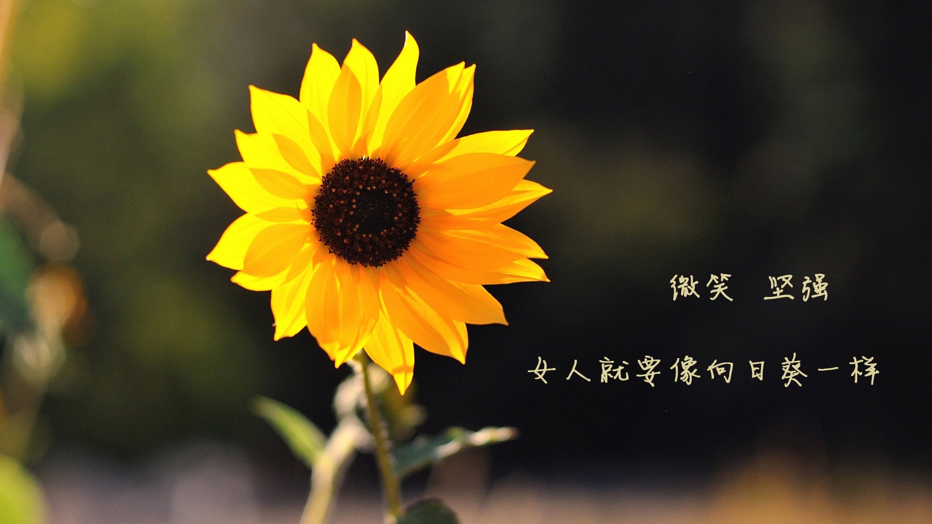 初生牛犊震费城，文班亚马让76人主场惊呼未来已至