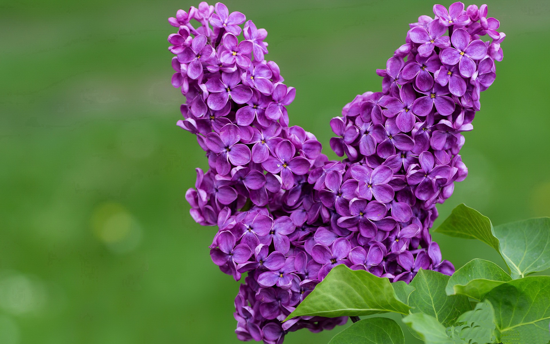 开云体育入口-狼王的统治，美加墨之夜，杰伦格林如何撕碎防线与希望